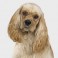 Cocker Spaniel Americano