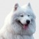Samoyedo