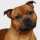 Staffordshire Bull Terrier