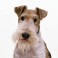 Fox Terrier de Pelo Duro o Alambre
