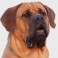 Tosa Inu