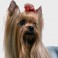 Australian Silky Terrier