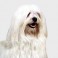 Bich&oacute;n Habanero