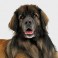 Leonberger
