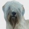 Wheaten Terrier