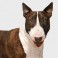 Bull Terrier