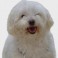 Bichon malt&eacute;s