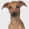 Whippet