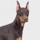 Doberman
