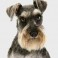 Schnauzer