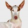 Podenco Ibicenco