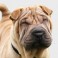 Shar Pei