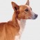 Podenco Portugu&eacute;s