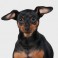Pinscher Miniatura