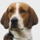 Foxhound Ingl&eacute;s