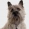 Cairn Terrier