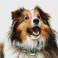 Collie