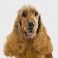 Cocker Spaniel