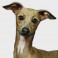 Galgo Italiano