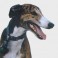 Galgo Espa&ntilde;ol