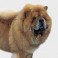 Chow Chow