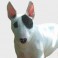 Bull Terrier Miniatura