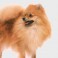 Pomerania