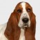 Basset Hound