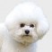Bich&oacute;n Fris&eacute;