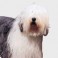 Bobtail