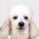 Caniche (o Poodle)