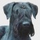 Schnauzer Gigante