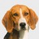 Foxhound Americano