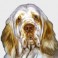Clumber Spaniel