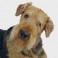 Terrier de Airedale