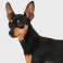 Pinscher