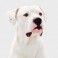 Dogo Argentino