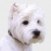 West Highland White Terrier