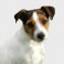 Jack Russell Terrier