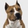 American Staffordshire Terrier