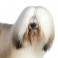 Terrier Tibetano