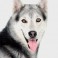 Husky Siberiano