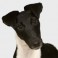 Fox Terrier de Pelo Liso