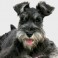 Schnauzer Miniatura